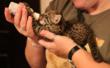 Wildcat Weekend at the Conservator’s Center November 9 through 11 will...